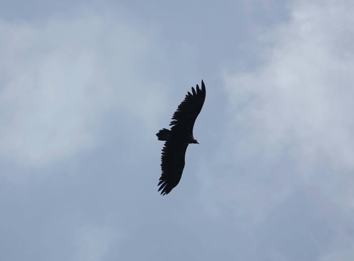 Cinereous Vulture - ML620917717