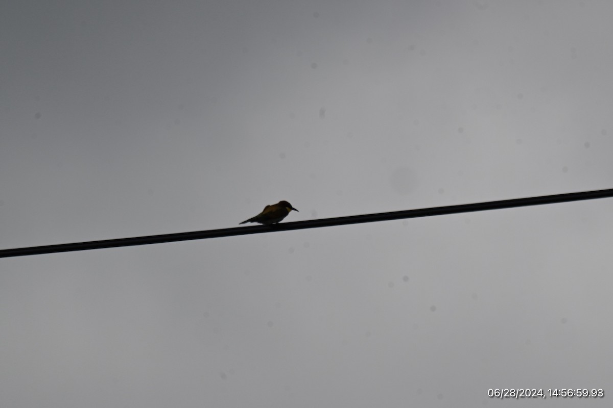 European Bee-eater - ML620917722