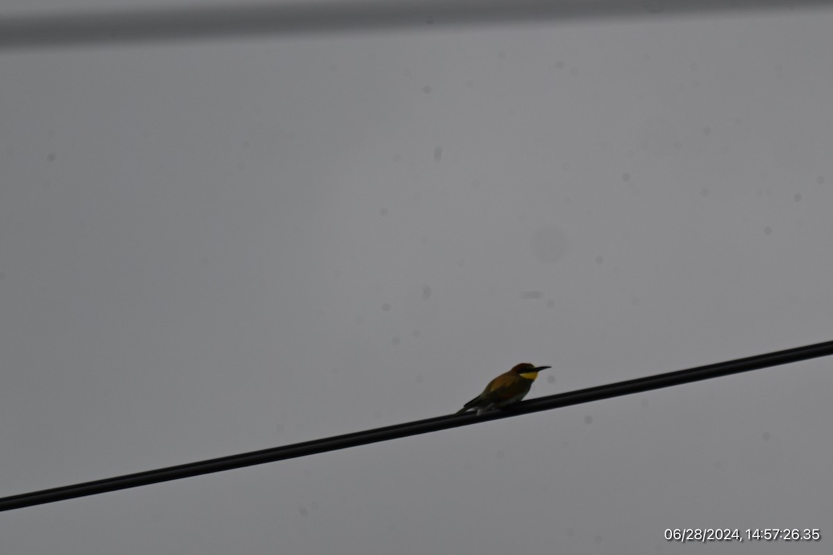 European Bee-eater - ML620917724