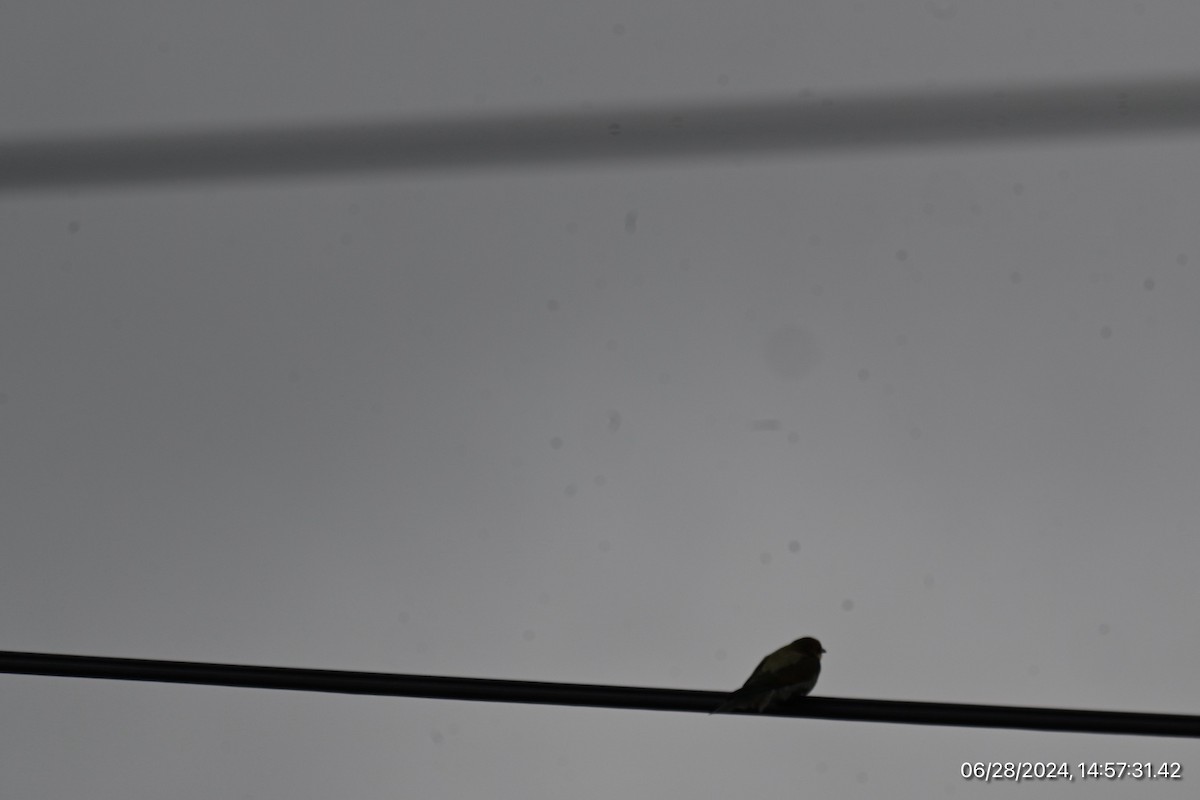 European Bee-eater - ML620917725