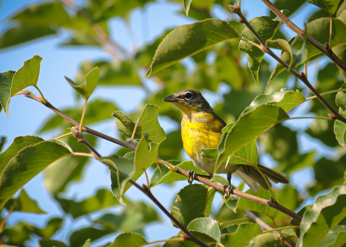 Yellow-breasted Chat - William McKellar