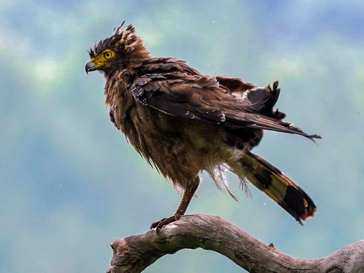 Crested Serpent-Eagle - ML620917789