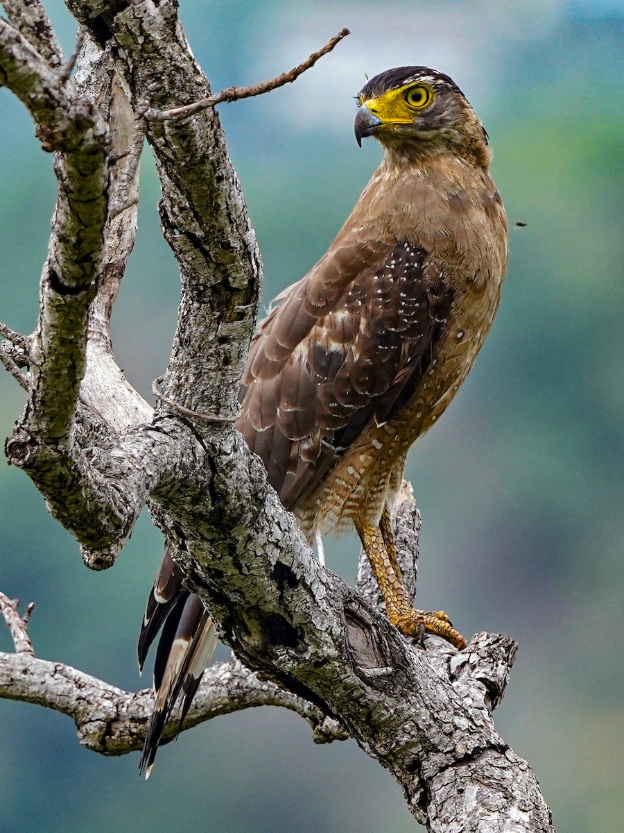 Crested Serpent-Eagle - ML620917790