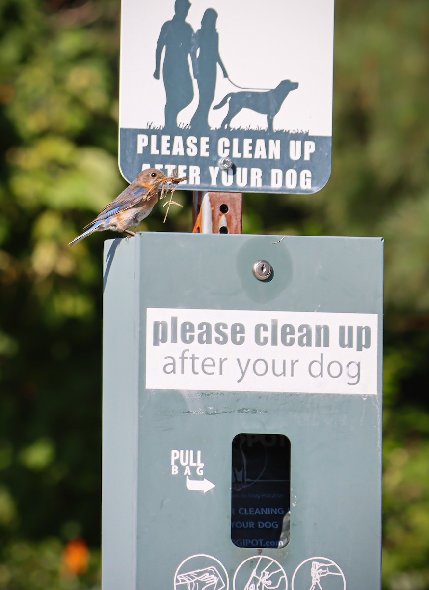Eastern Bluebird - William McKellar