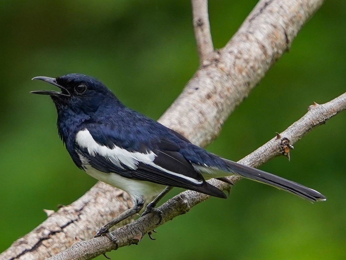Oriental Magpie-Robin - Kasiviswanathan A