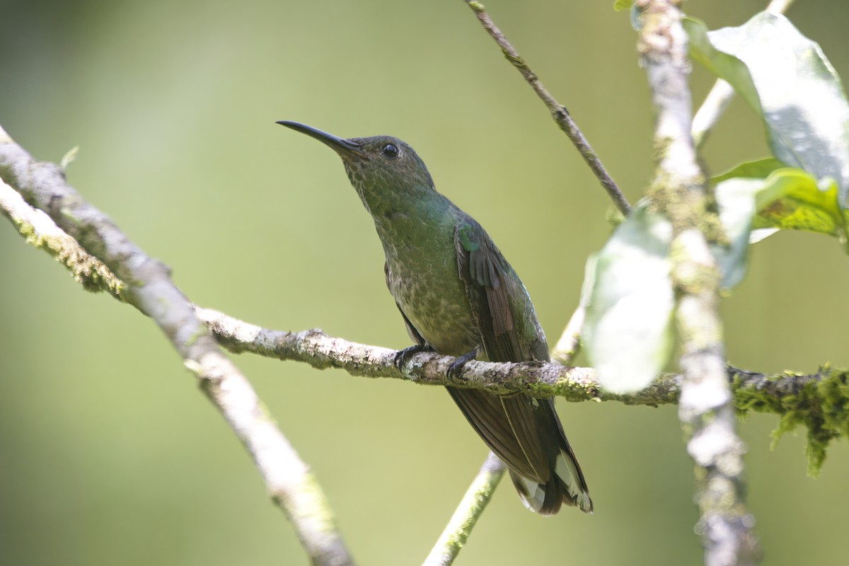 kolibřík skvrnitoprsý - ML620917835