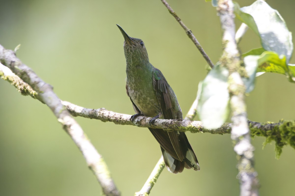 kolibřík skvrnitoprsý - ML620917836