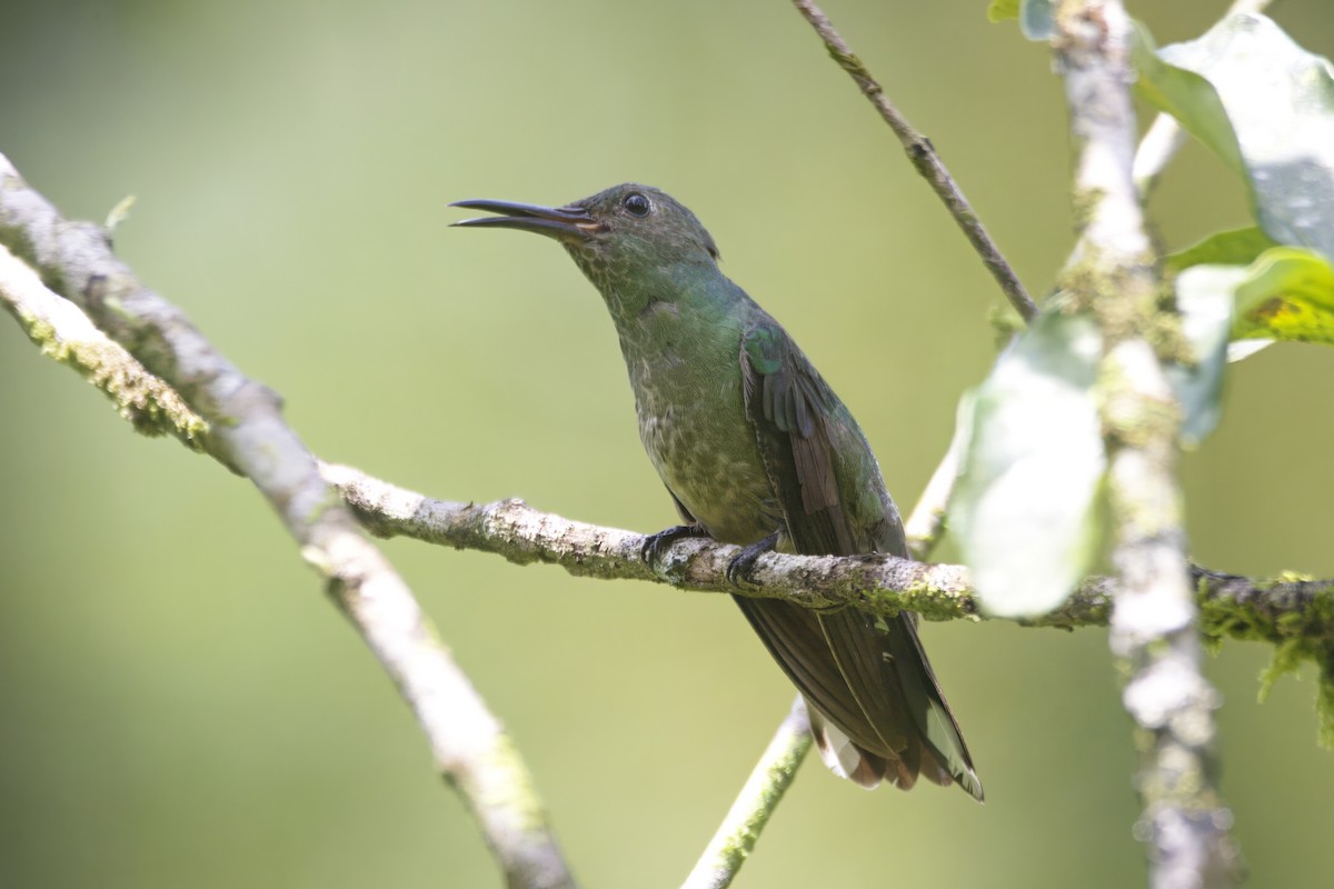 Scaly-breasted Hummingbird - ML620917837
