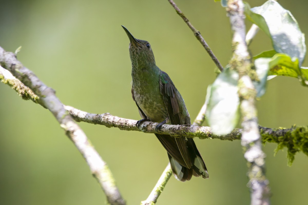 kolibřík skvrnitoprsý - ML620917838