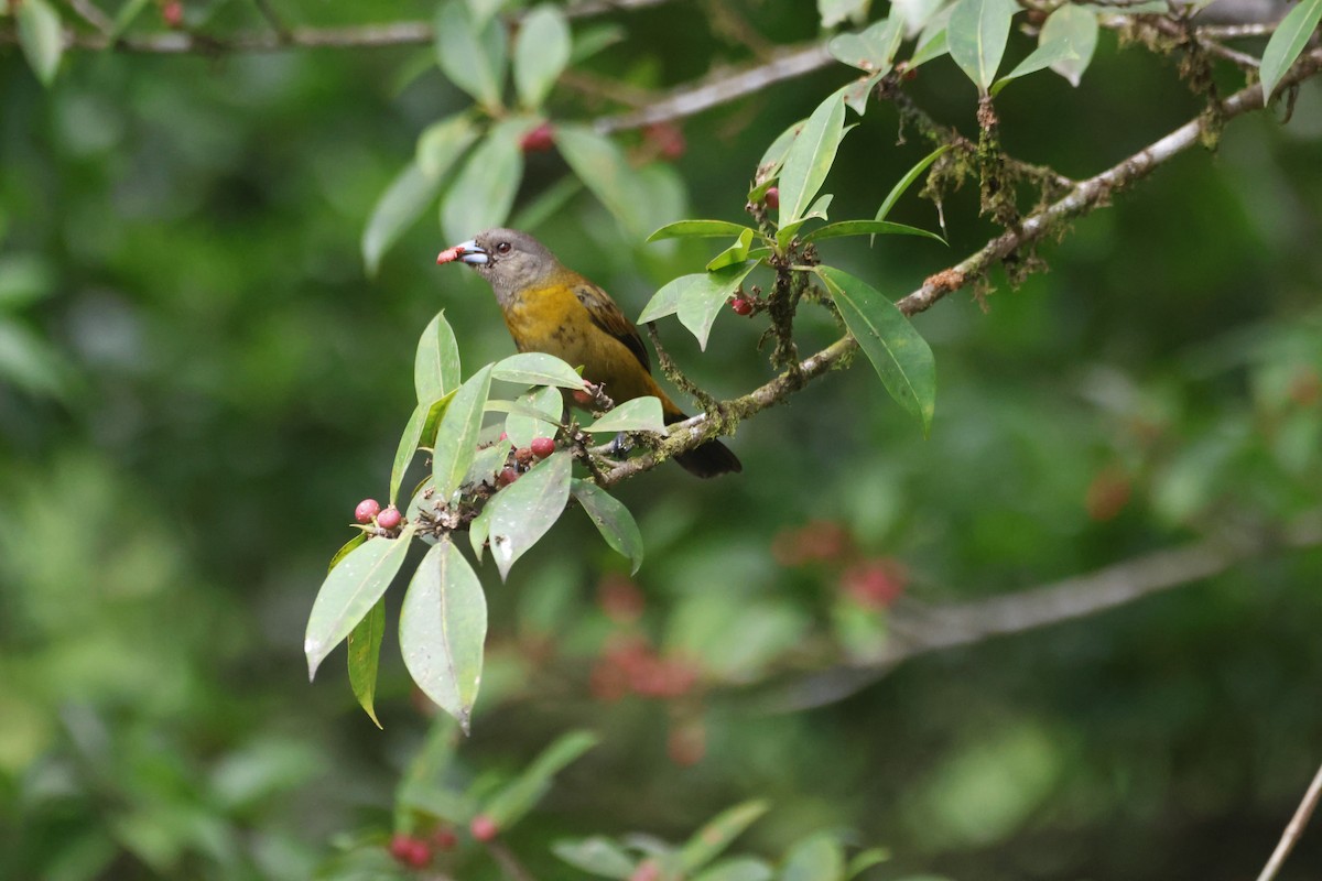 Scarlet-rumped Tanager - ML620917872