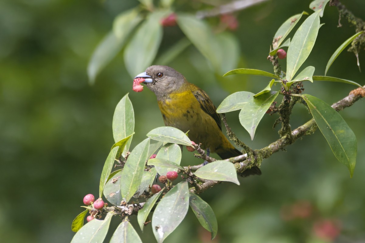 Scarlet-rumped Tanager - ML620917873