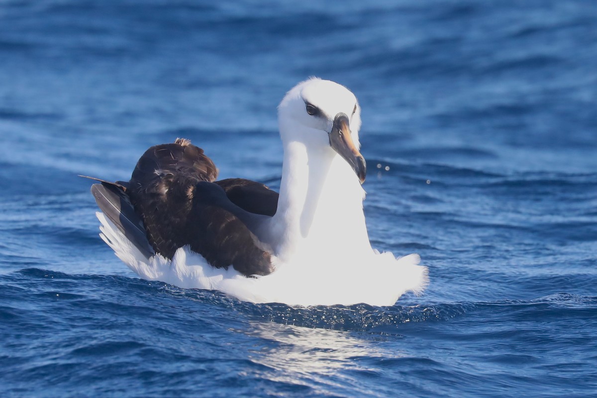 Black-browed Albatross (Campbell) - ML620917874