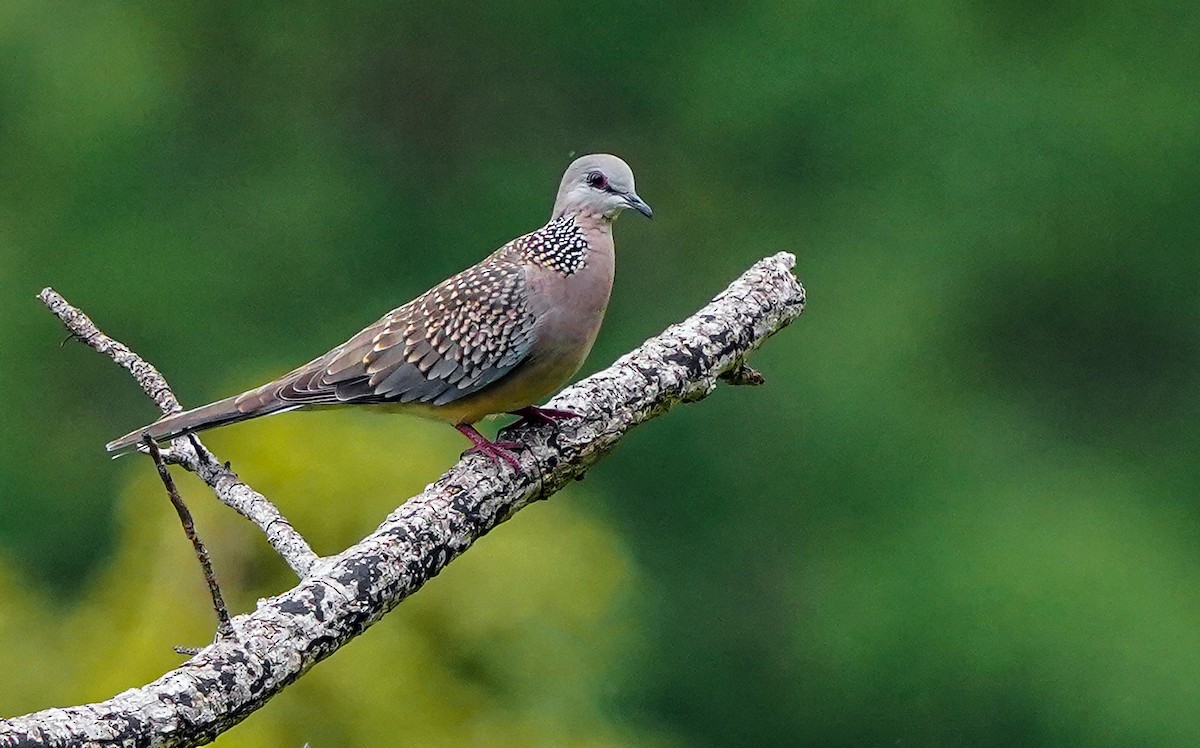 Spotted Dove - ML620917875