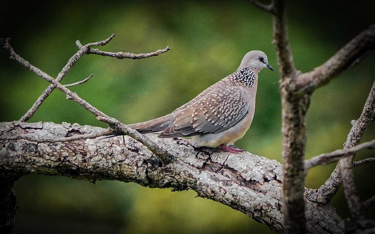 Spotted Dove - ML620917876