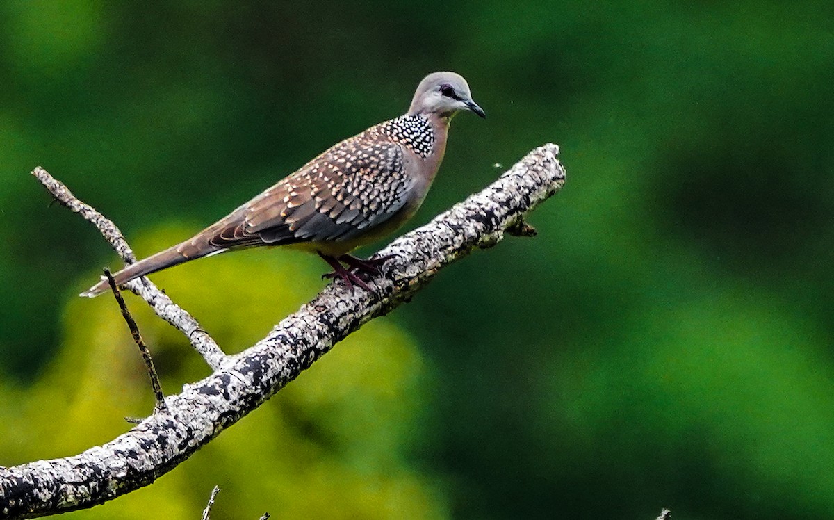 Spotted Dove - Kasiviswanathan A