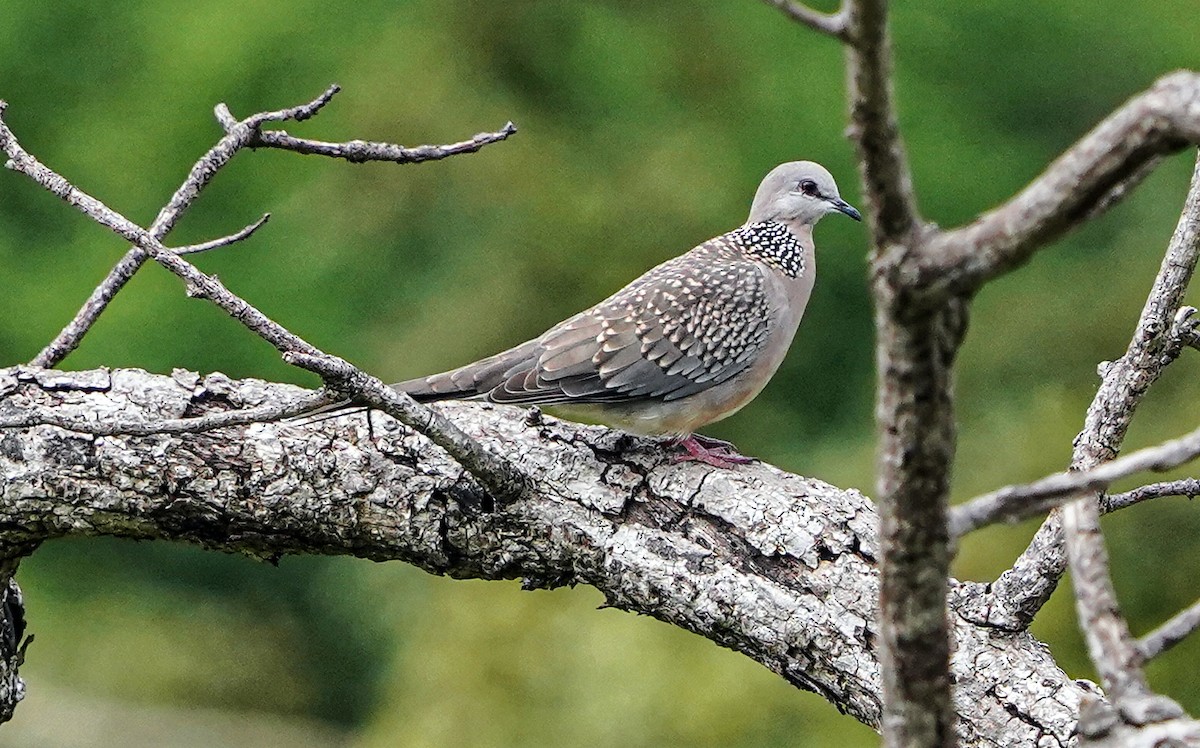 Spotted Dove - ML620917878