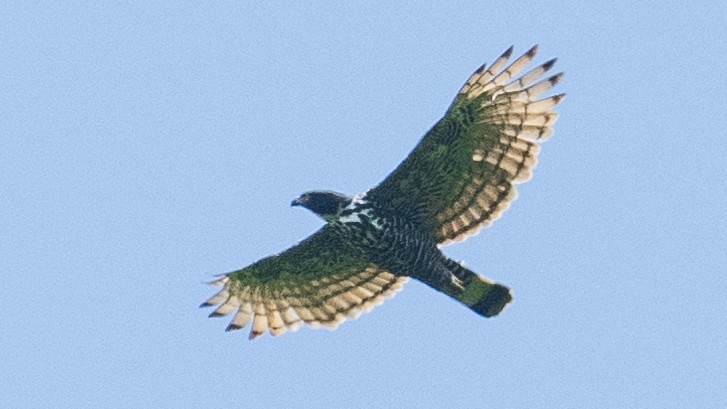 Blyth's Hawk-Eagle - ML620917881