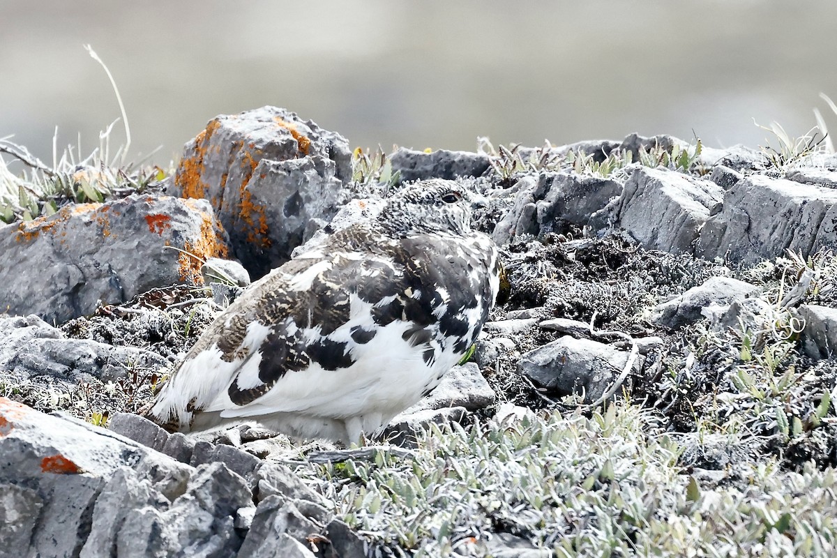 White-tailed Ptarmigan - ML620917888