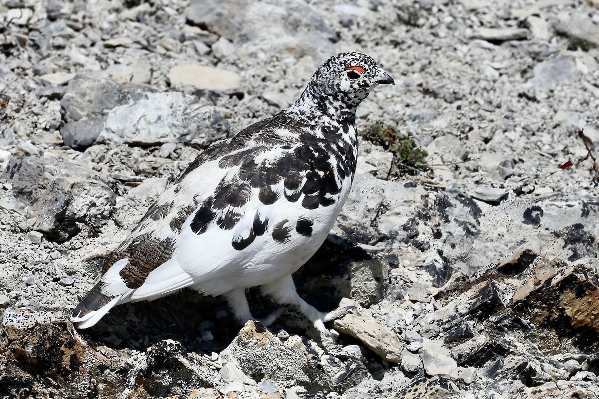 Weißschwanz-Schneehuhn - ML620917894