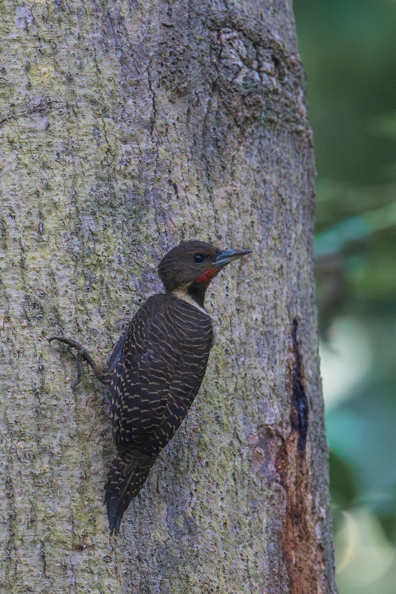 Buff-necked Woodpecker - ML620917896