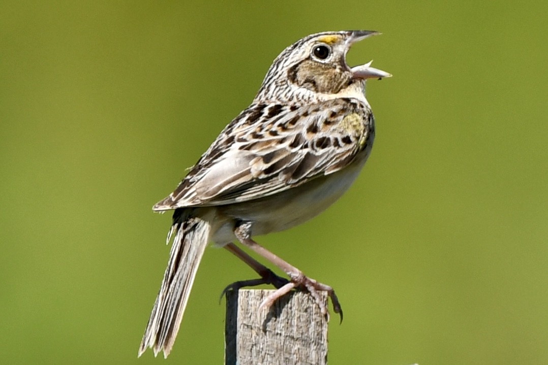 Grasshopper Sparrow - ML620917957