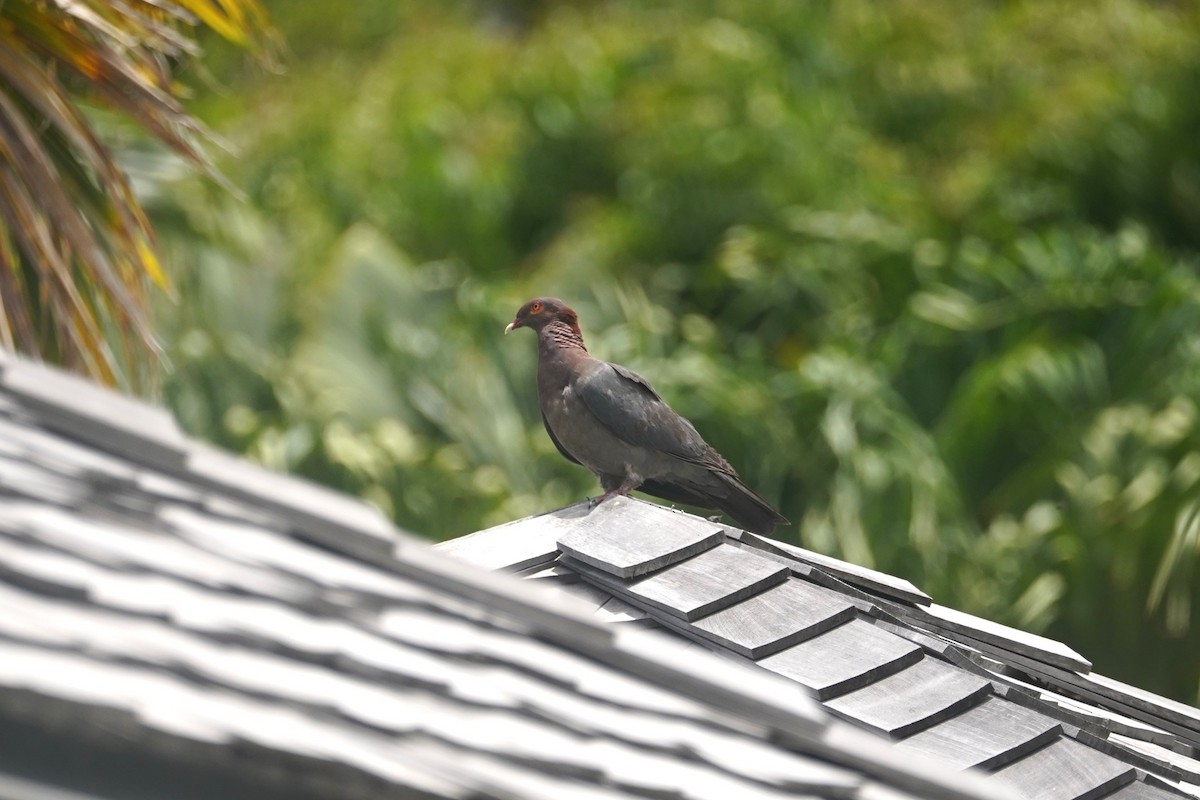 Scaly-naped Pigeon - ML620917972