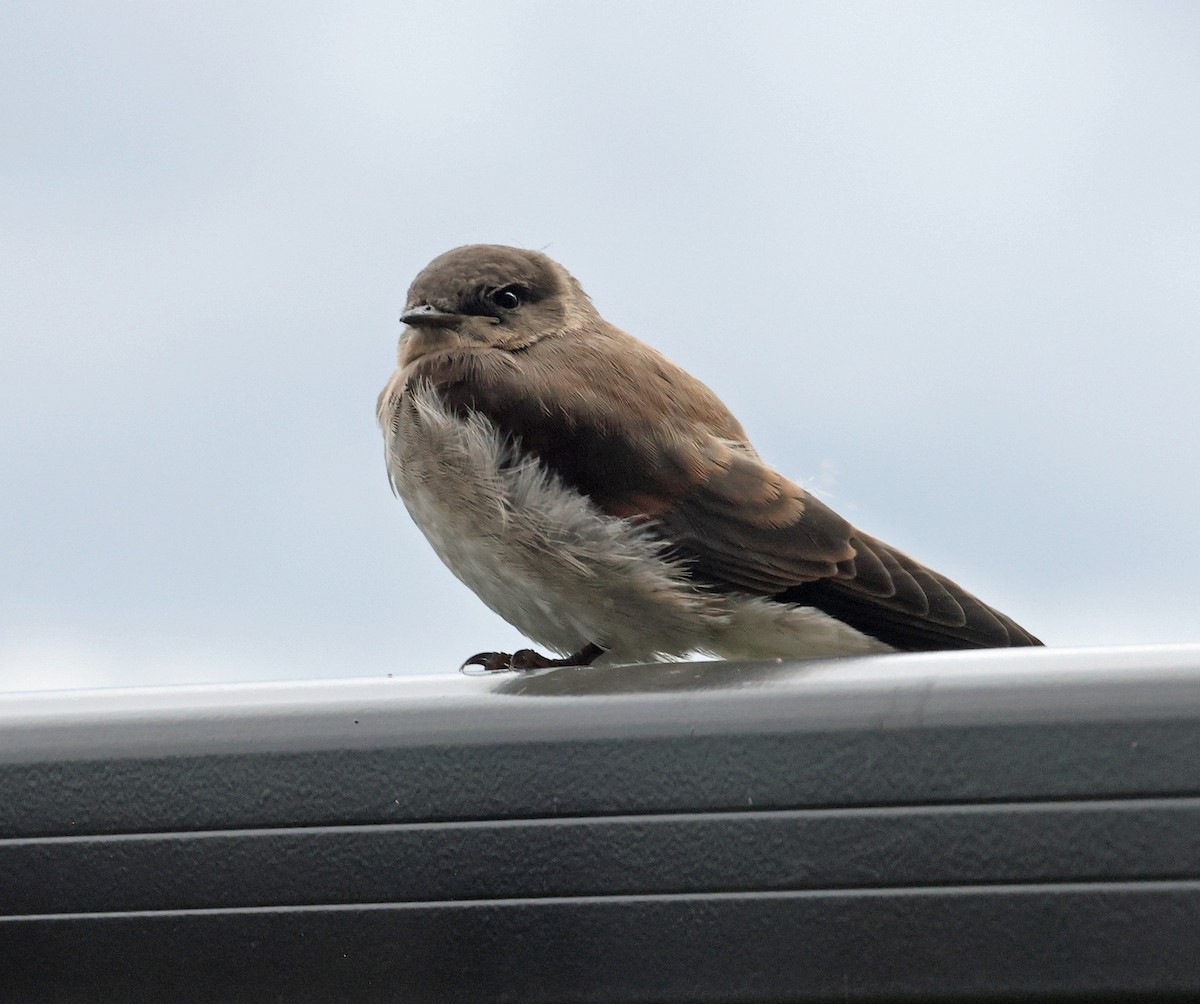 Northern Rough-winged Swallow - ML620917990