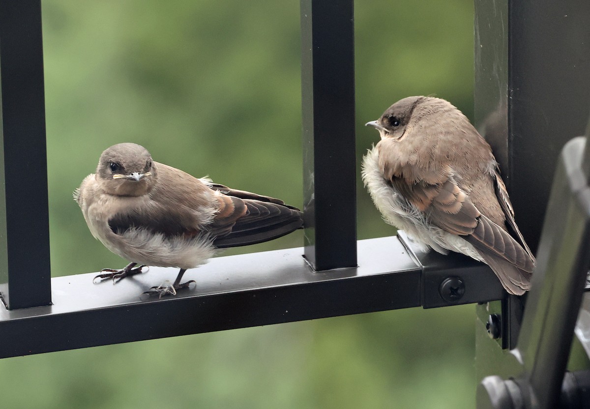 Northern Rough-winged Swallow - ML620917991