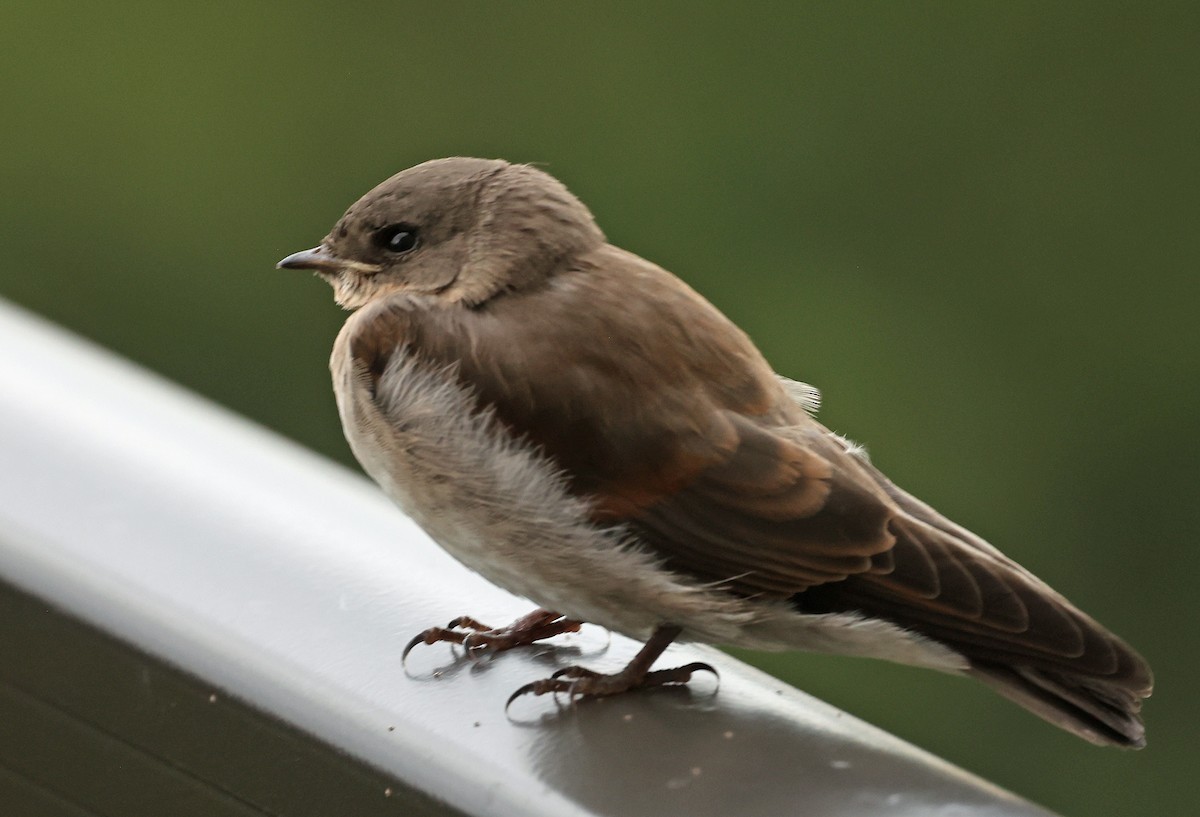 Northern Rough-winged Swallow - ML620917993