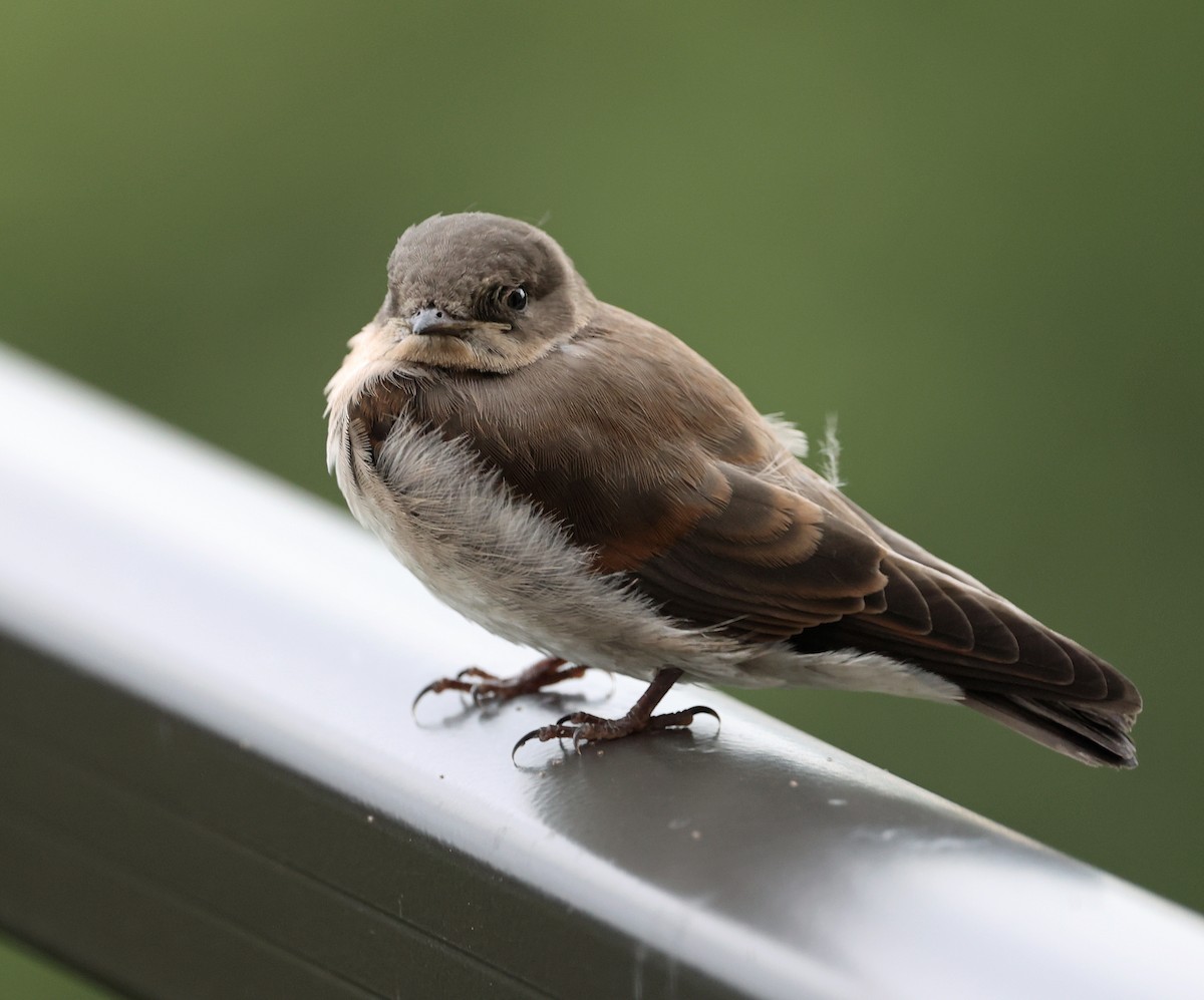Northern Rough-winged Swallow - Joel Swanstrom