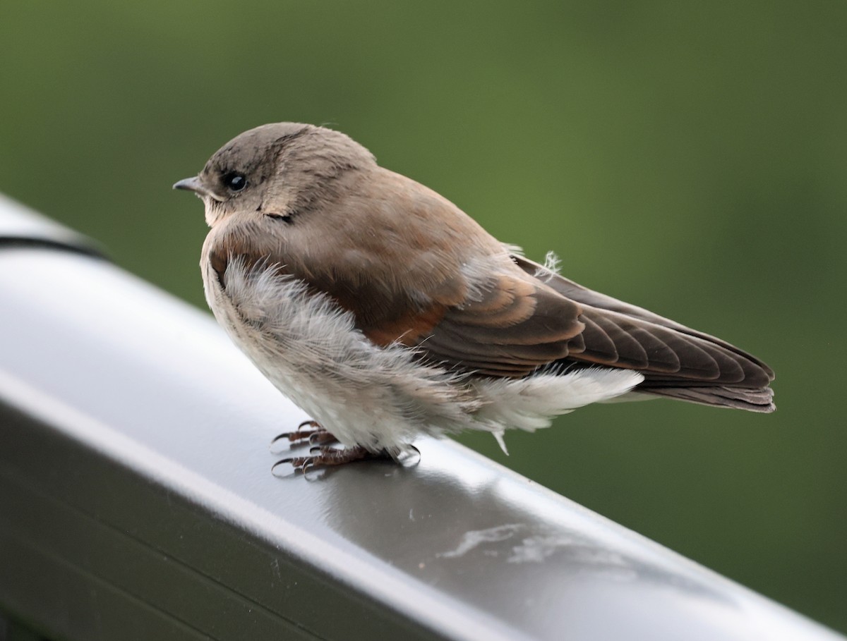 Northern Rough-winged Swallow - ML620917997
