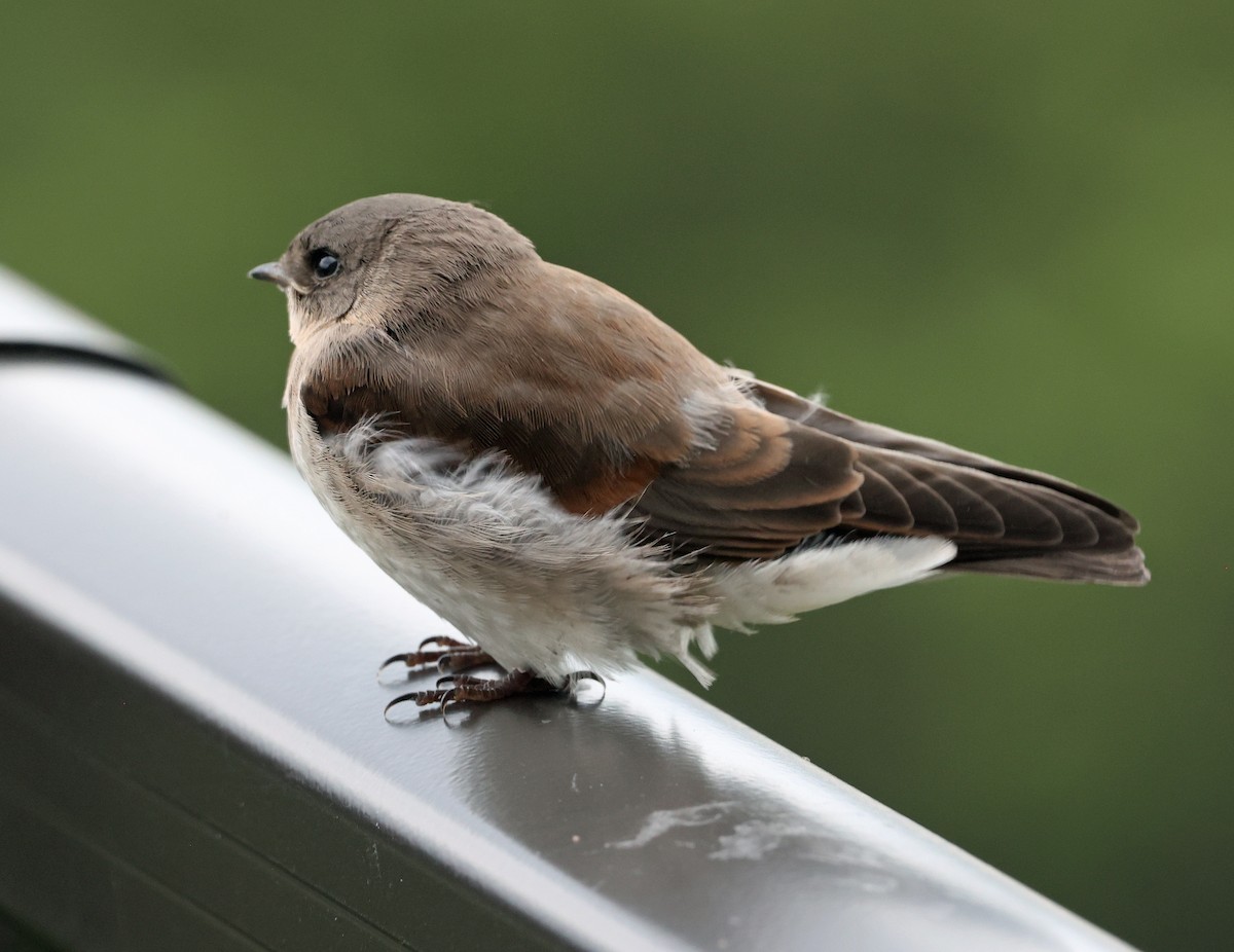 Northern Rough-winged Swallow - ML620917998