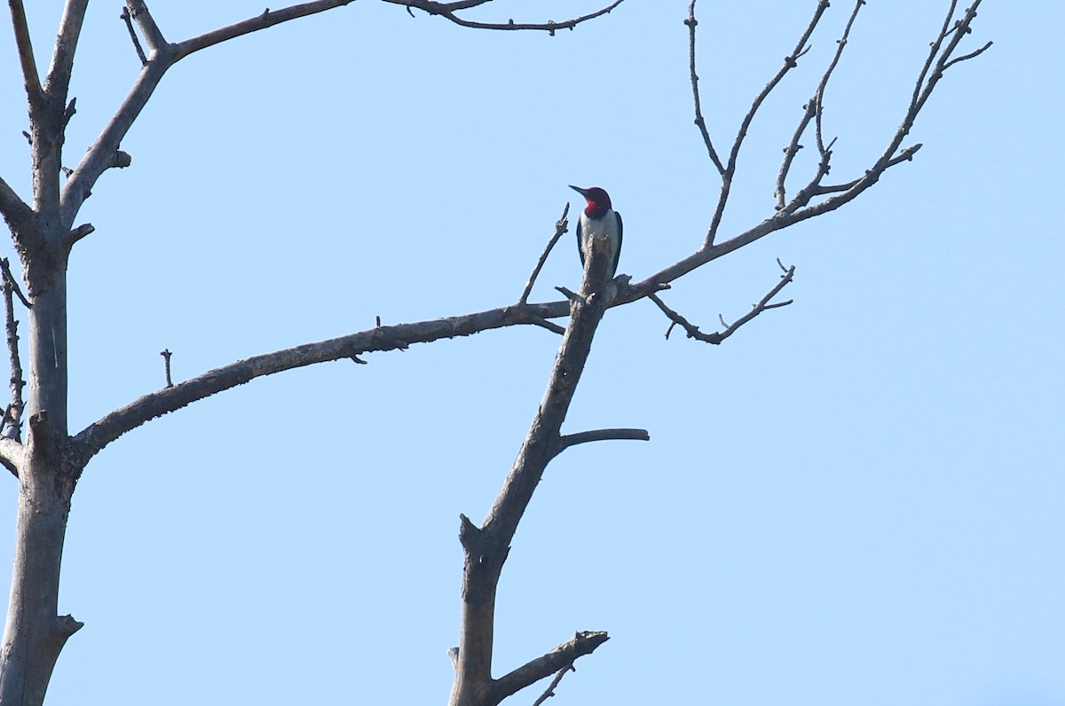 Red-headed Woodpecker - Sujata roy