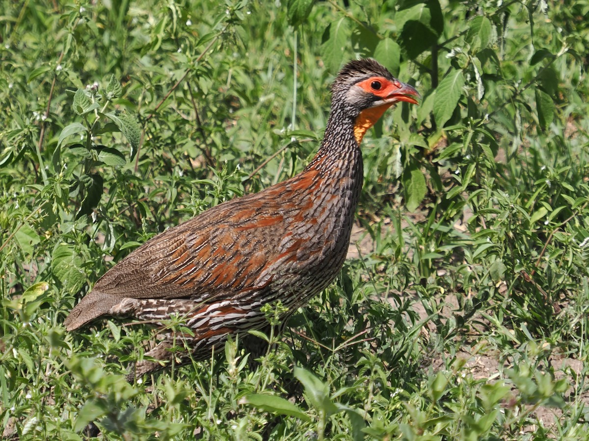 Gray-breasted Spurfowl - ML620918017