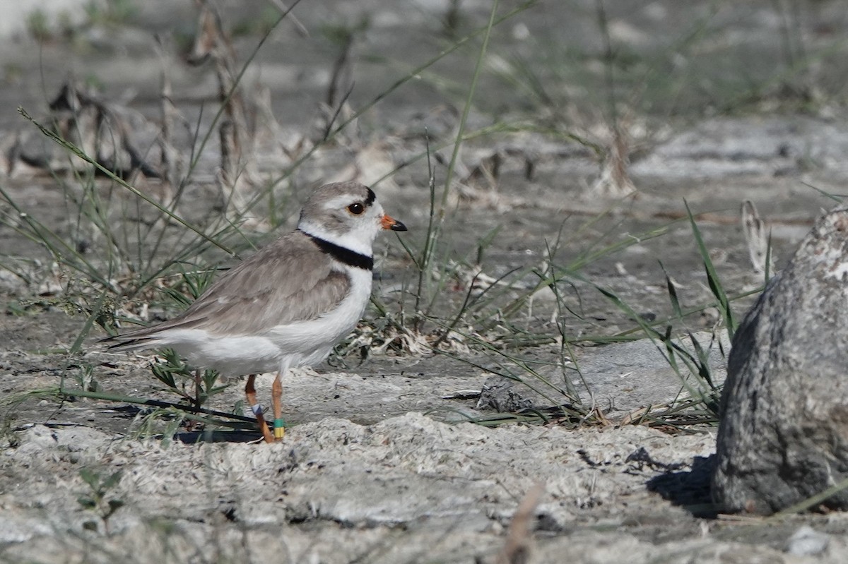 Piping Plover - ML620918045