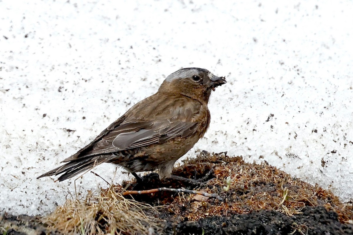 Gray-crowned Rosy-Finch - ML620918092