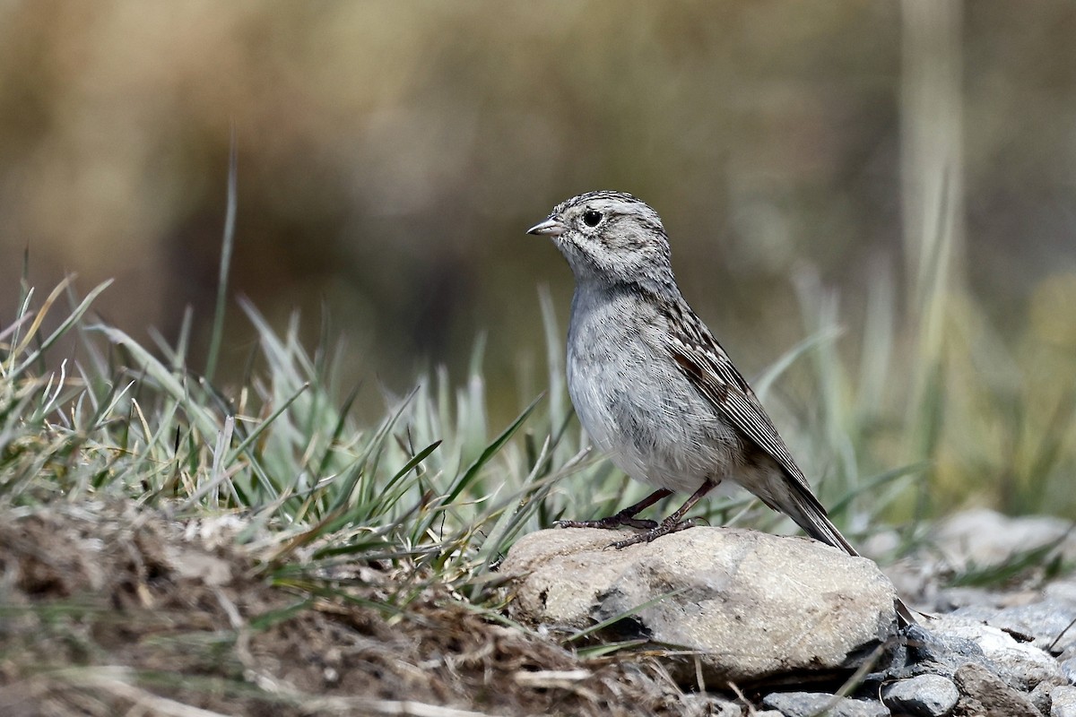 Brewer's Sparrow - ML620918104