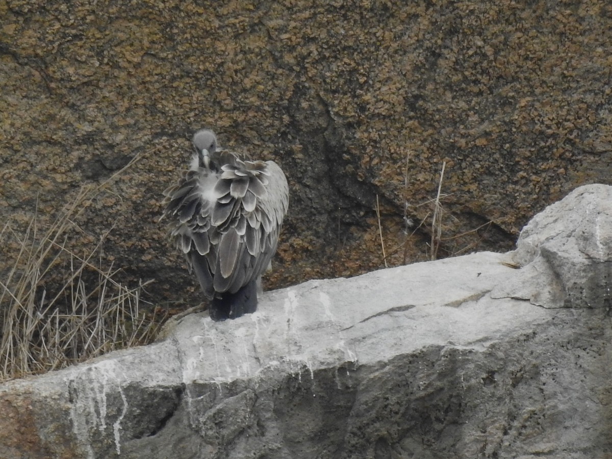 Indian Vulture - ML620918107