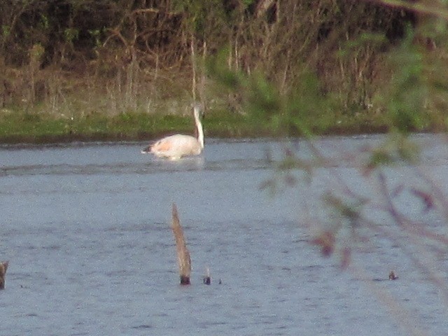 Chilean Flamingo - ML620918124