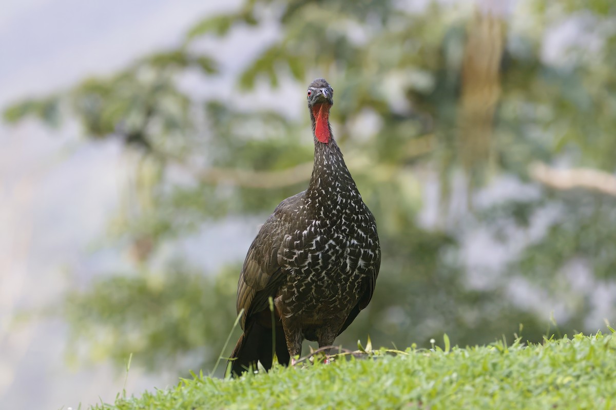 Crested Guan - ML620918155