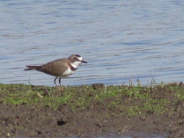 Collared Plover - ML620918160