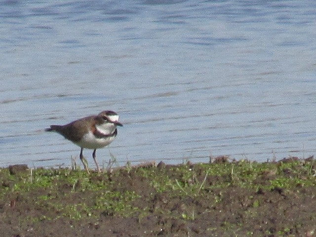 Collared Plover - ML620918161