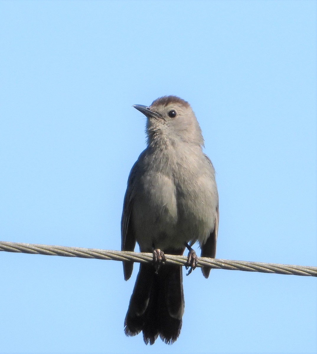 Gray Catbird - ML620918191