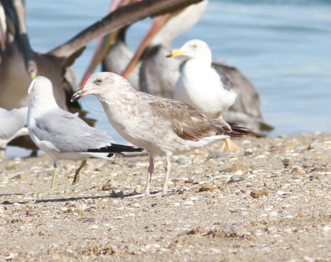 Yellow-footed Gull - ML620918215