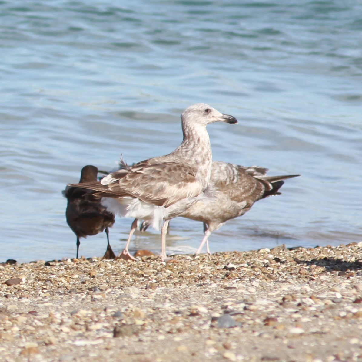 Yellow-footed Gull - ML620918216