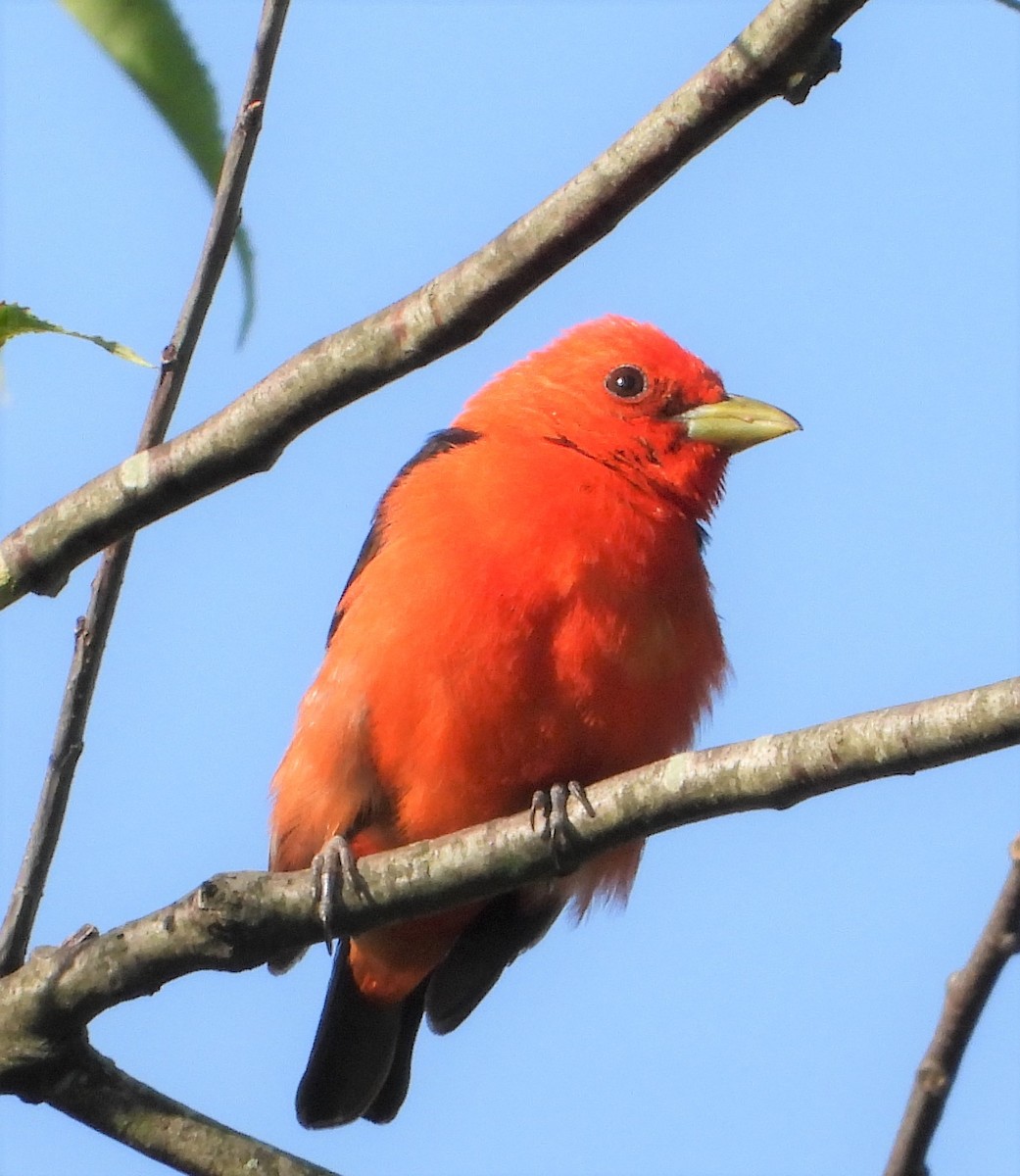 Scarlet Tanager - ML620918221