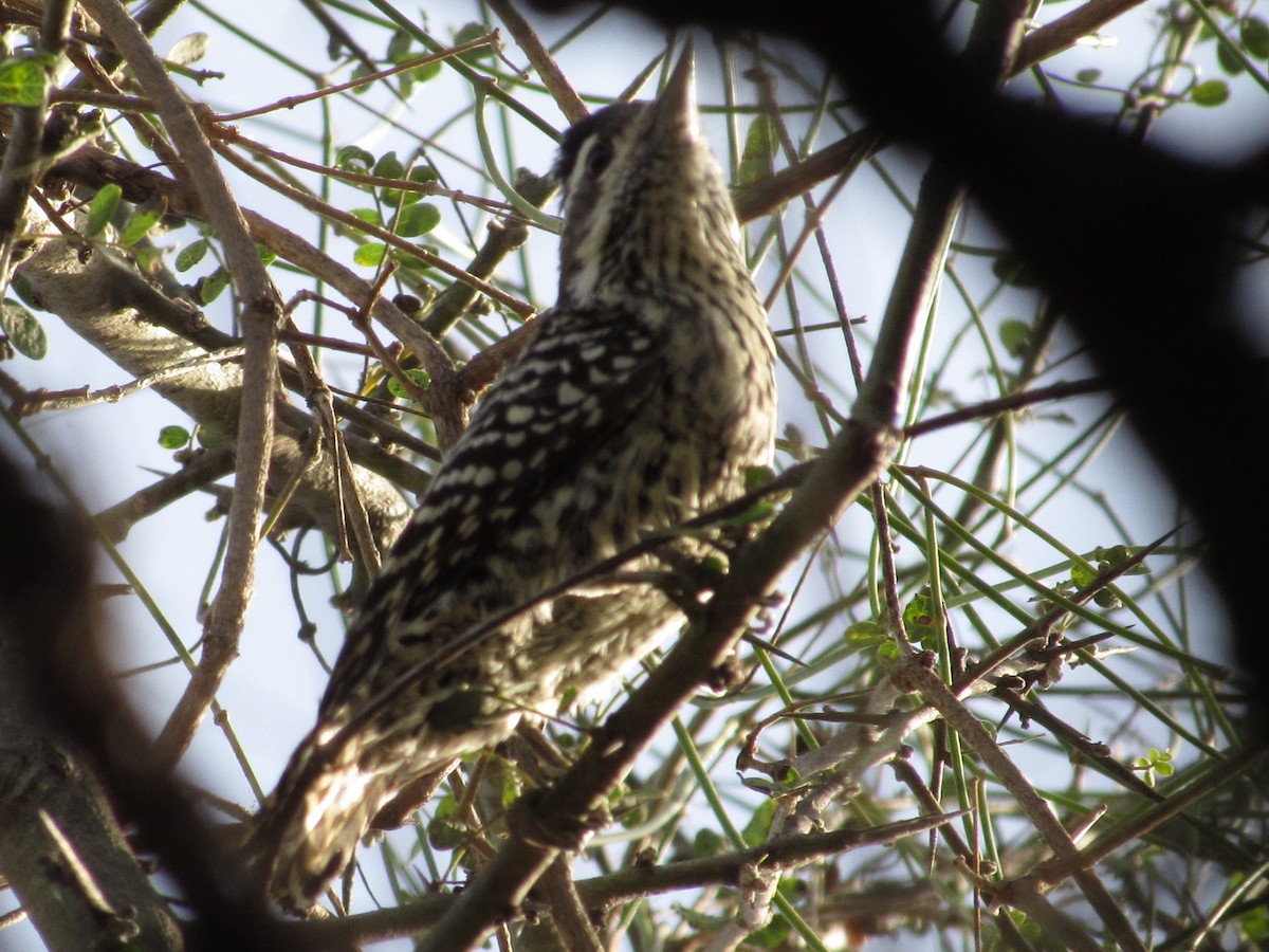 Checkered Woodpecker - ML620918230