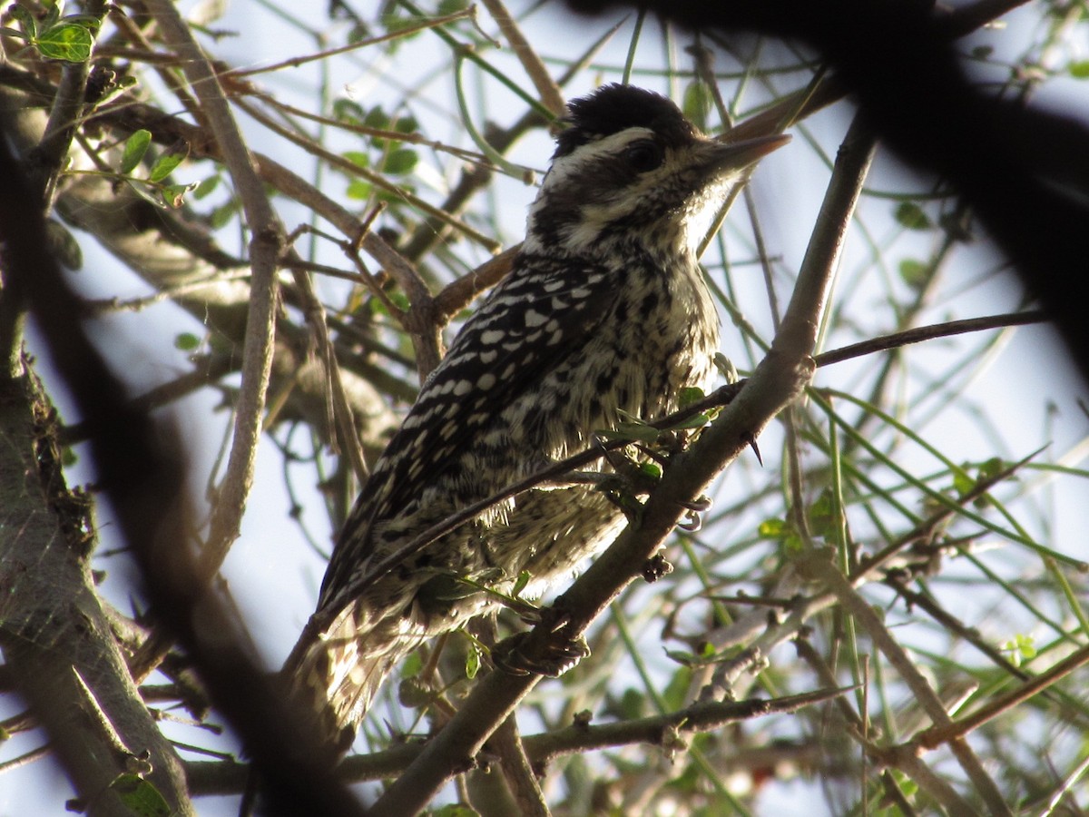 Checkered Woodpecker - ML620918231