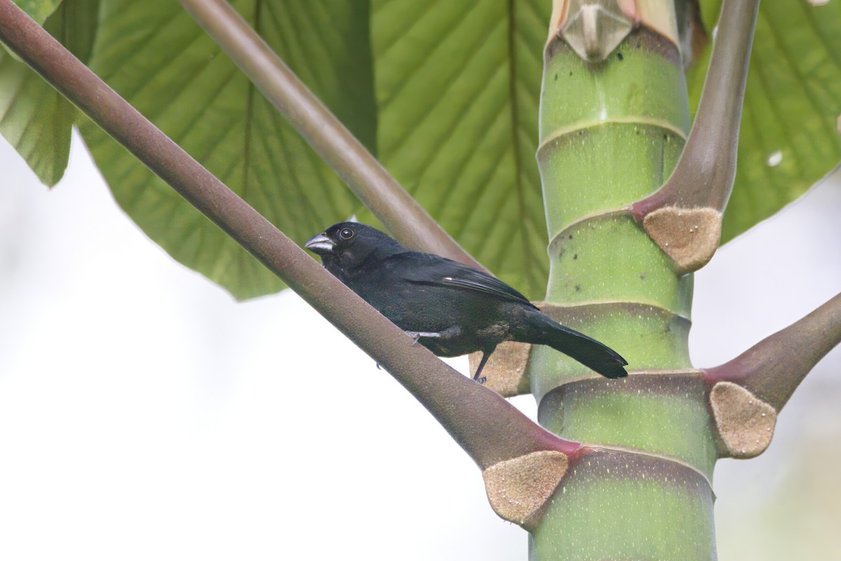Variable Seedeater - ML620918250
