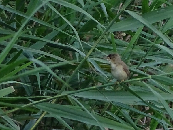 Common Reed Warbler (Common) - ML620918256